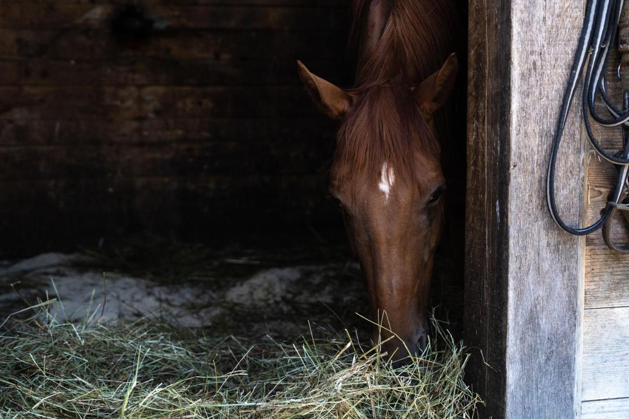 Horse Farm Holiday Pr' Kolenc Zgornje Gorje Exterior foto